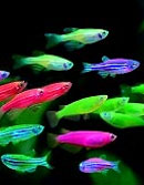 美国公司研制出可当宠物出售的转基因荧光鱼